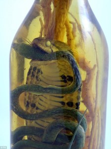 Fangs for the memories: The cobra's potent poison is negated by the ethanol used in the rice wine. Found from the article at the Daily Mail.